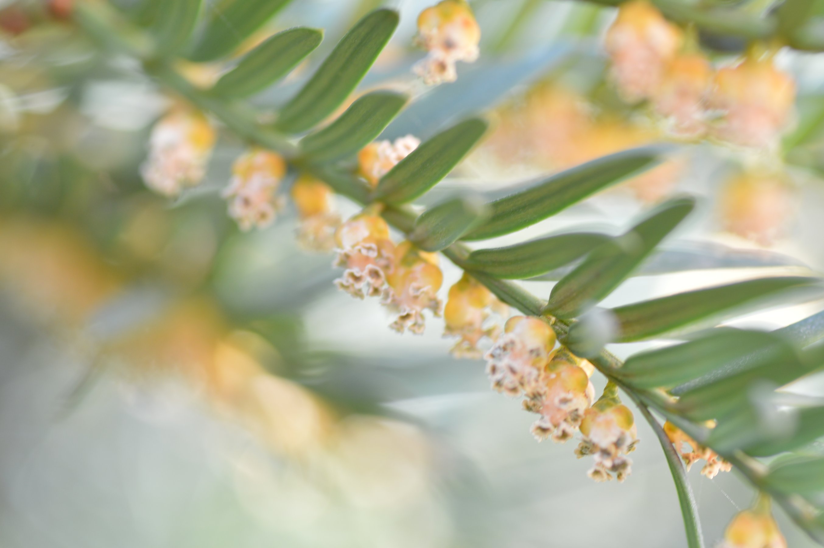 Taxus baccata / Tasso